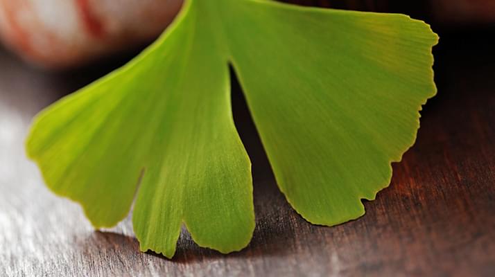 Ginkgo biloba Ginkgo biloba